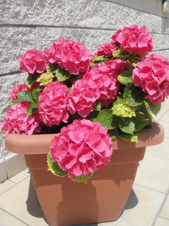 Hotel Garden В'яреджо Екстер'єр фото